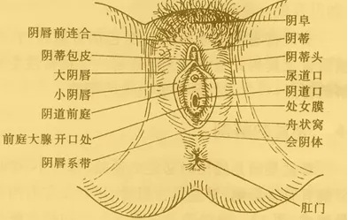 完美的阴道长啥样？盘点最完美的女人私处