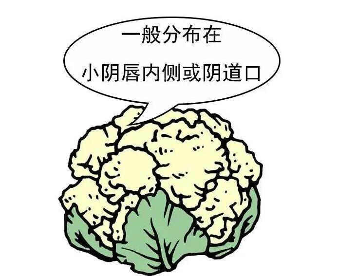 阴囊唇长了个小硬疙瘩是怎么回事？具体原理了解下