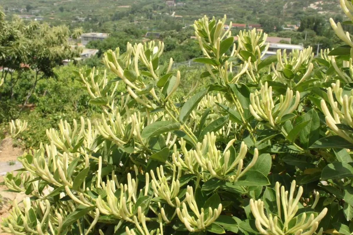 金银花的功效有什么？金银花的功效与作用