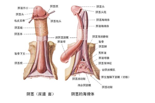 男人阴茎介绍