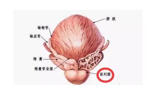 平时养护前列腺需要避免什么 前列腺炎如何治疗好