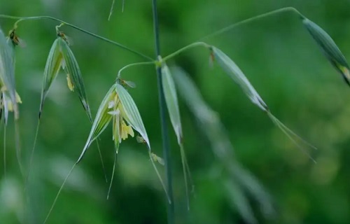 野燕麦的功效与作用是什么 野燕麦的吃法有哪些